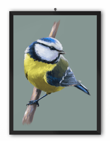 Blue Tit Bird Art Print