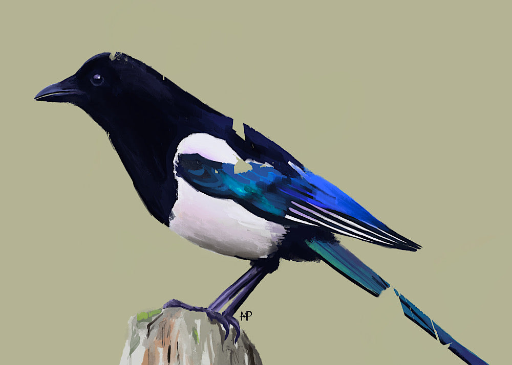 Magpie Bird Art Print & Canvas